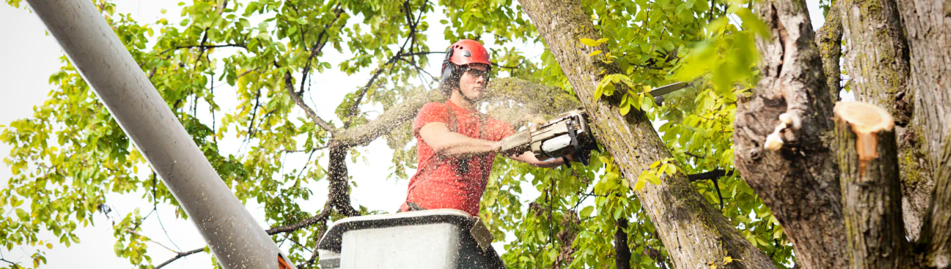 arborist doing tree removal