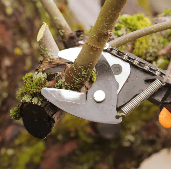 close up tree pruning service